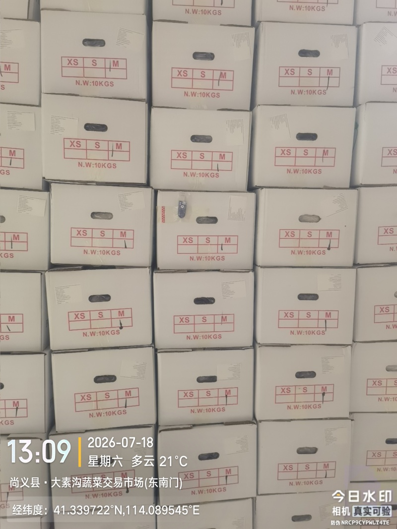 小个白萝卜