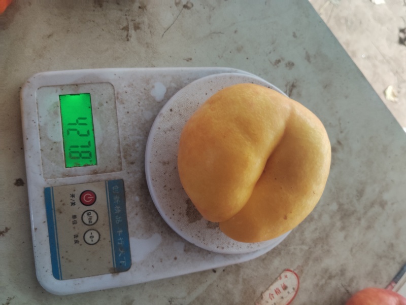 精品蟠七油蟠桃，好吃的大个蟠七，海量货源大量有货