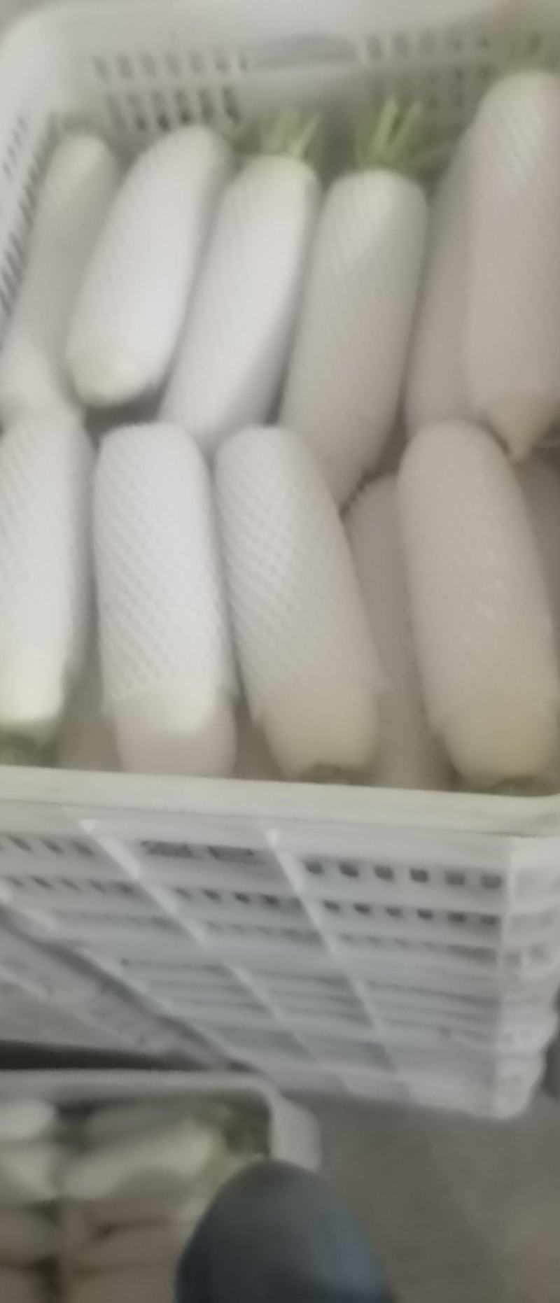小个白萝卜