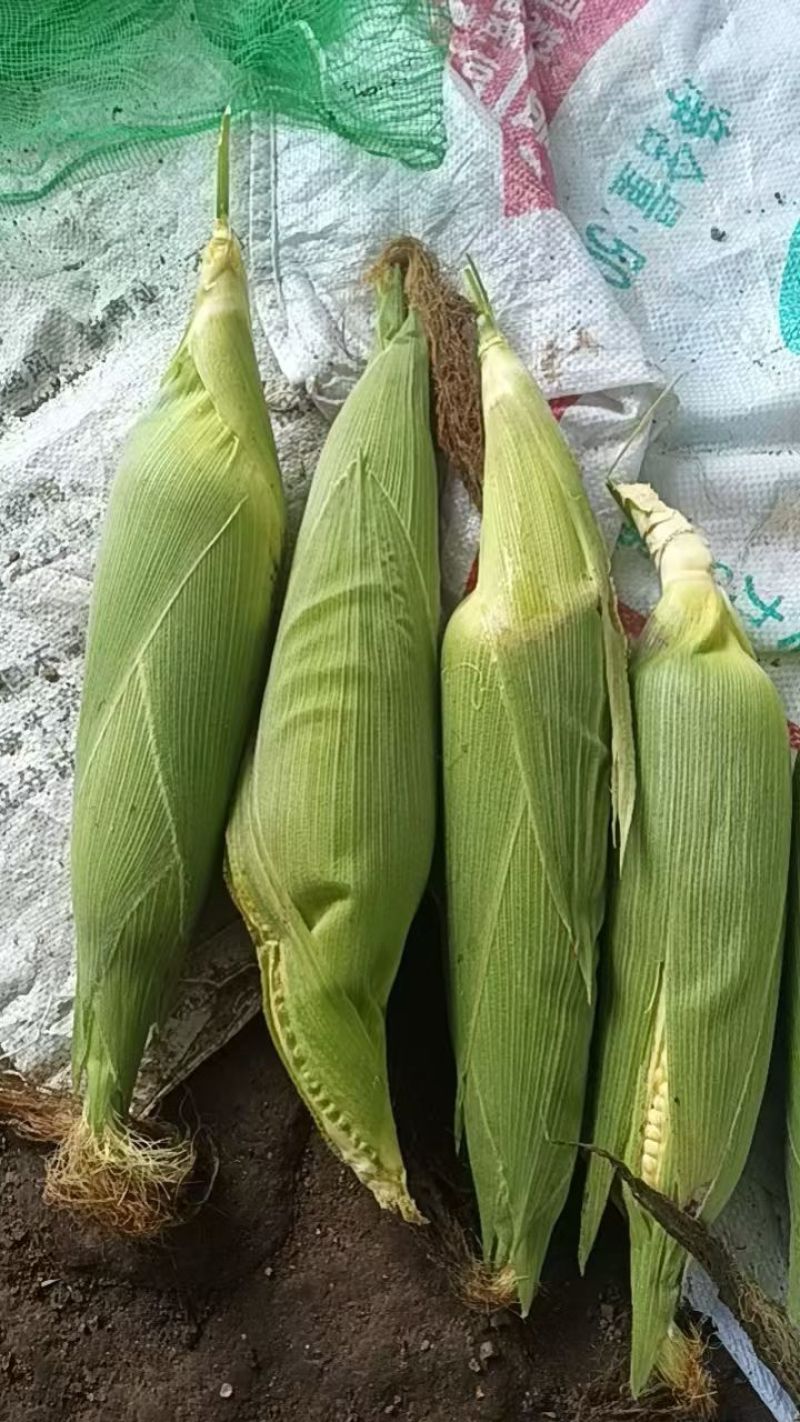 吉林粘玉米上市，黄糯玉米，白糯玉米