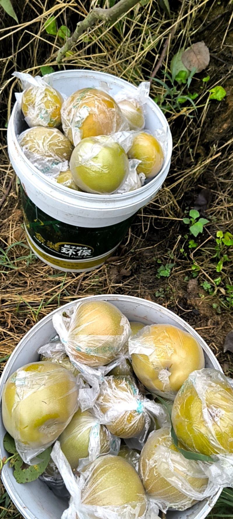 永川黄芘梨胞甜现採现摘，货原充足欢迎各位老板前来选购