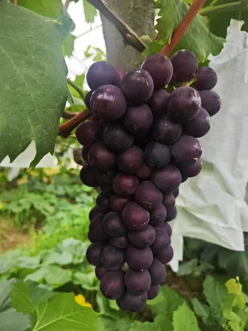 城固县沪太八号大量上市。大量上市。糖度好。皮毛靓，对接全