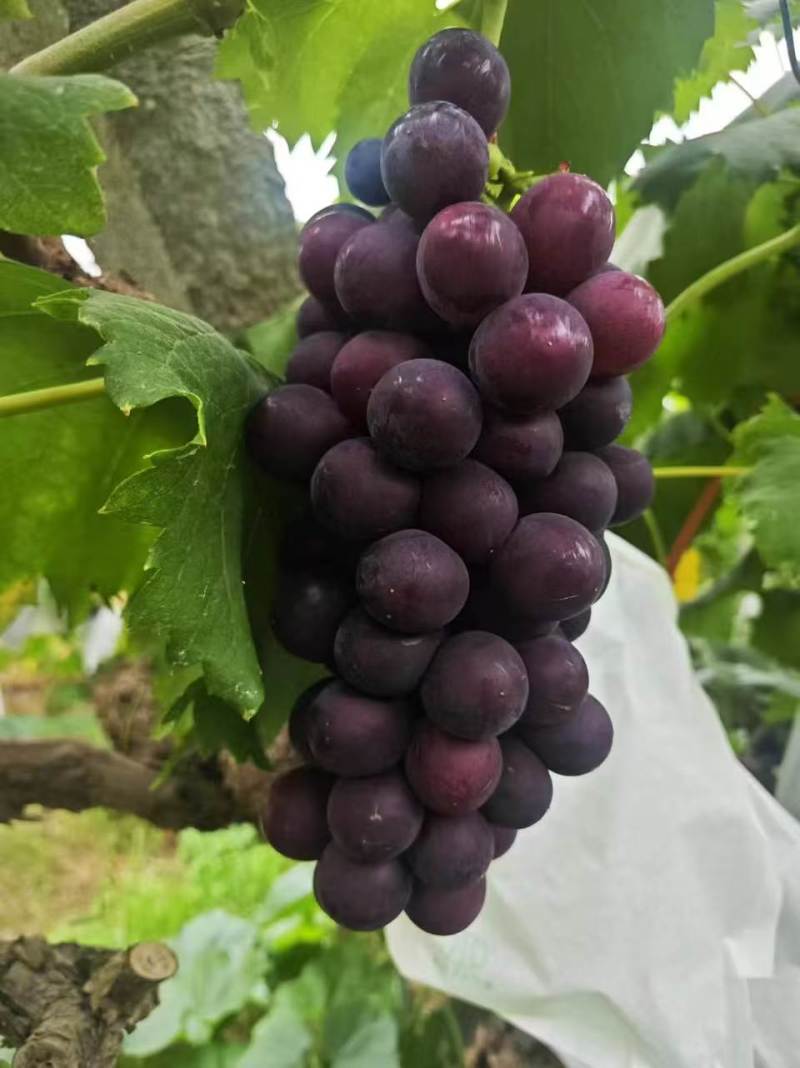 城固县沪太八号大量上市。大量上市。糖度好。皮毛靓，对接全