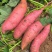 红薯