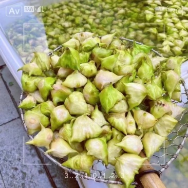 溱湖老菱大河野生四角菱当天采摘当天发货