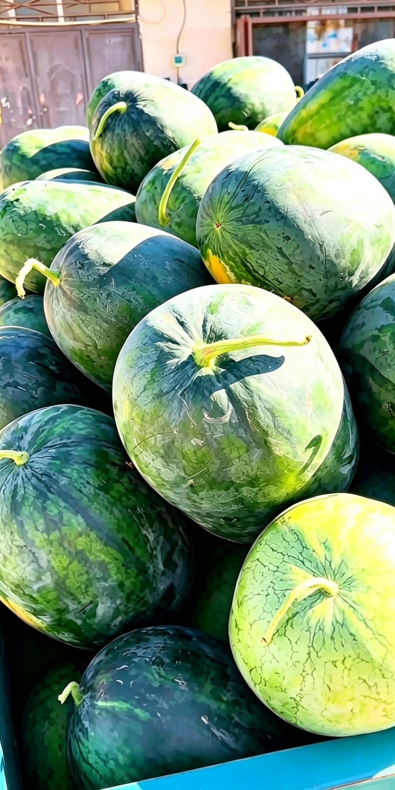 西瓜精品全国包邮下单秒发