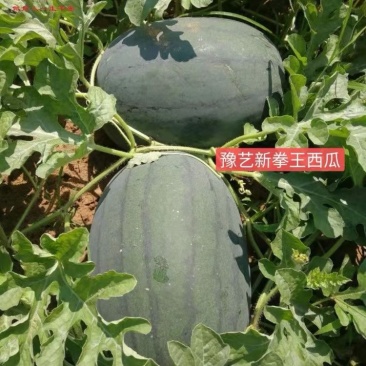 西瓜精品全国包邮下单秒发