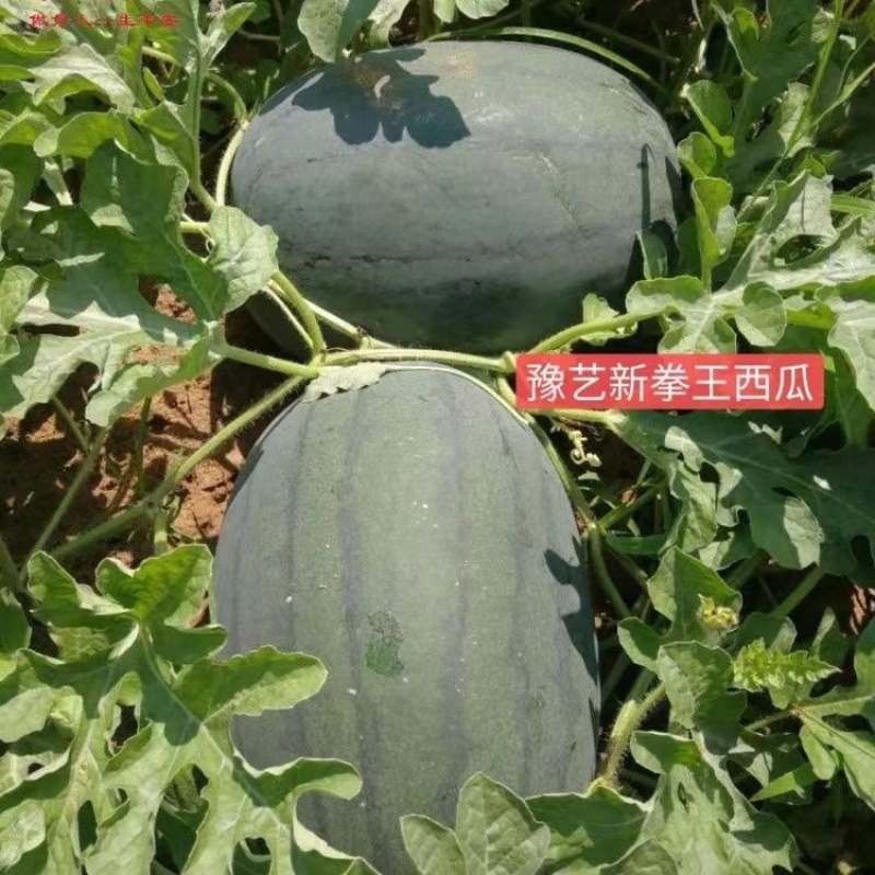 西瓜精品全国包邮下单秒发