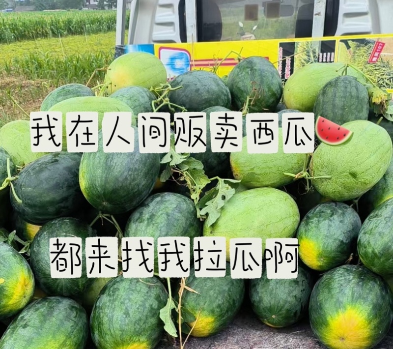 西瓜精品全国包邮下单秒发