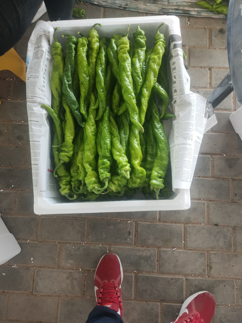 陇椒螺丝椒大量上市中龚垒代收货代发货电商货对接各大平台
