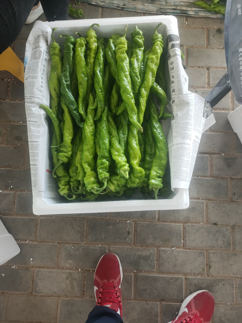 陇椒螺丝椒大量上市中龚垒代收货代发货电商货对接各大平台