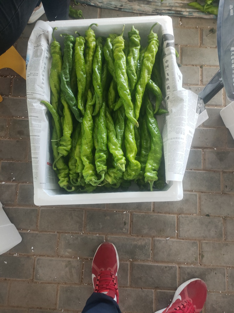 陇椒螺丝椒大量上市中龚垒代收货代发货电商货对接各大平台