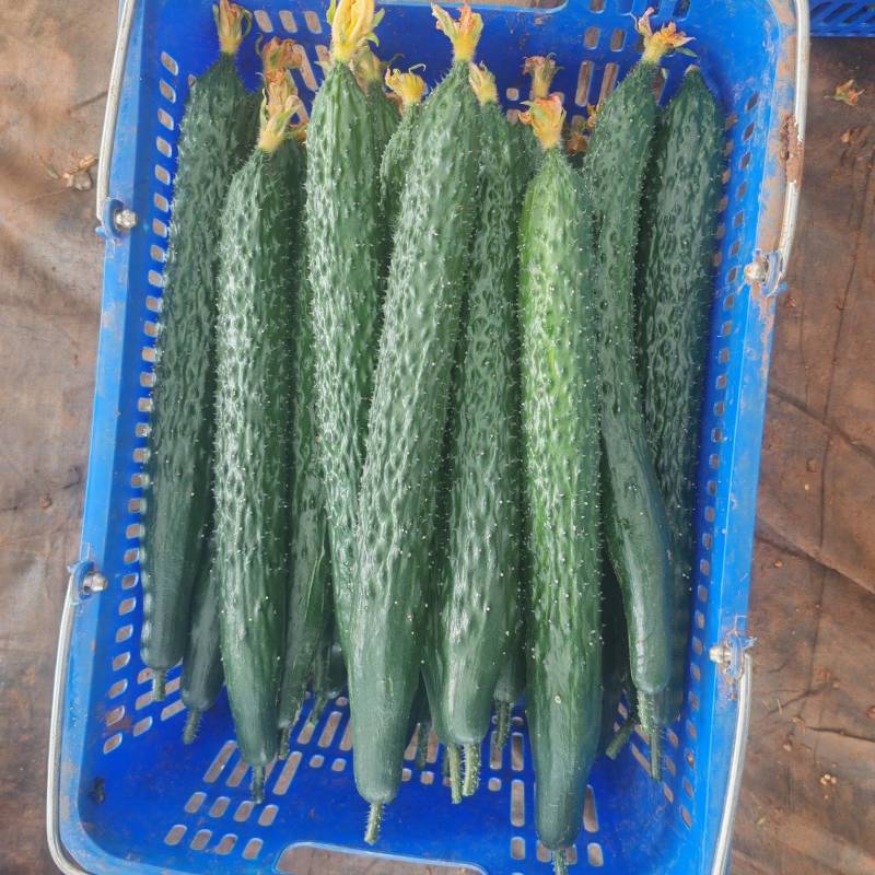 云南基地黄瓜市场超市实力发货通货精品