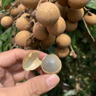 湛江龙眼，老树厚肉龙眼