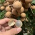 湛江龙眼，老树厚肉龙眼