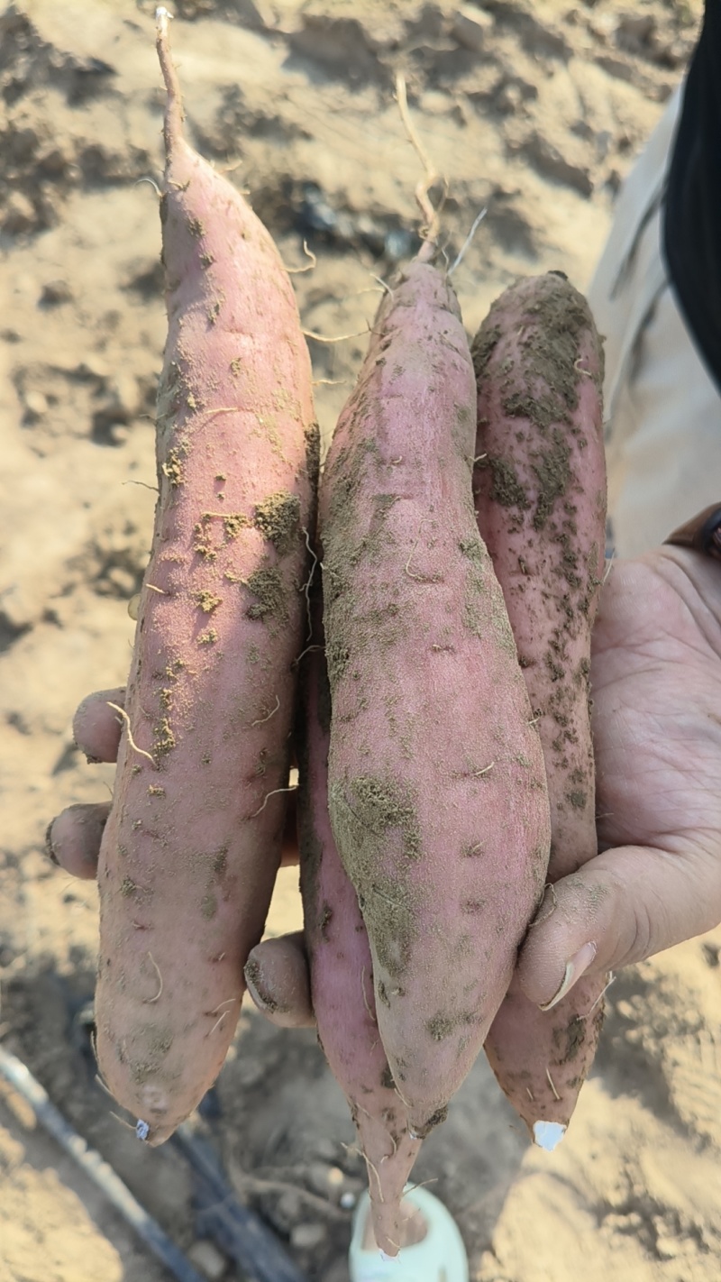 白哈密冰糖蜜薯沙地红薯