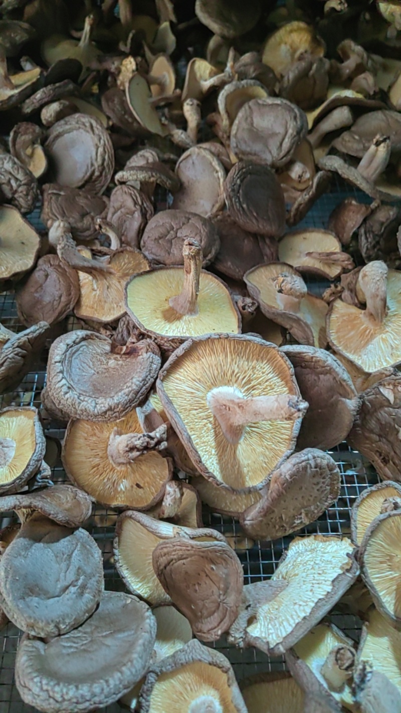 香信菇批发