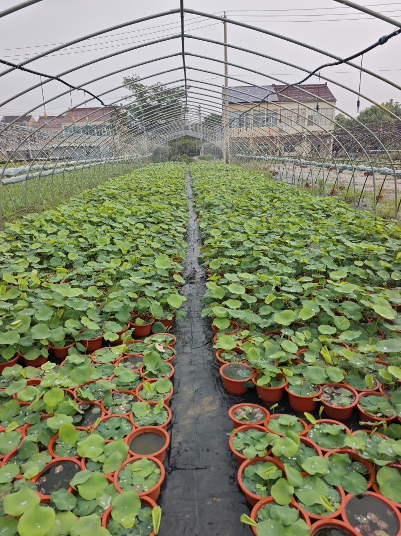 300型号荷花
