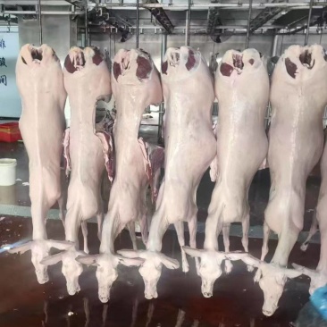 货分三六九等，精品纯梅花鹿白条带检疫/拒绝僵尸肉马鹿注肉
