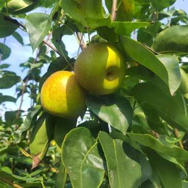 脆冠梨二批果