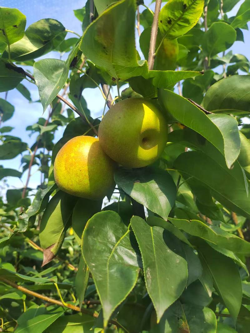 脆冠梨二批果