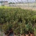 300型号翠芦莉