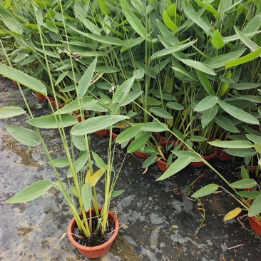 300型号再力花
