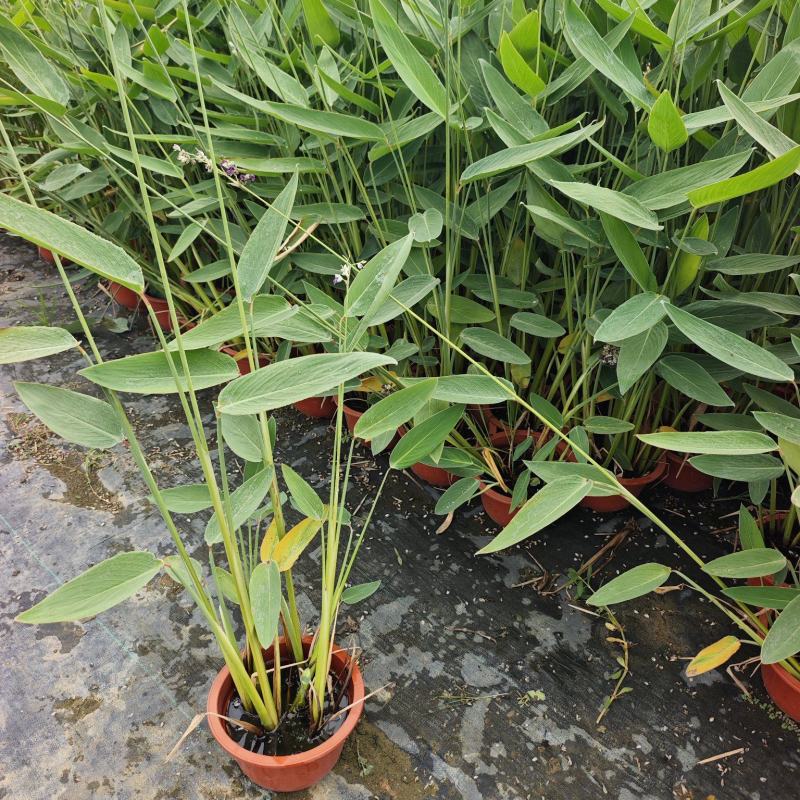 300型号再力花