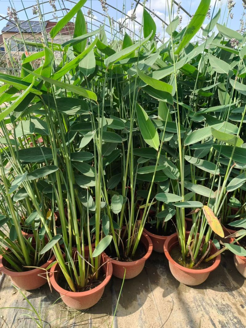 300型号再力花