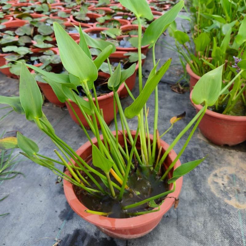 300型号梭鱼草