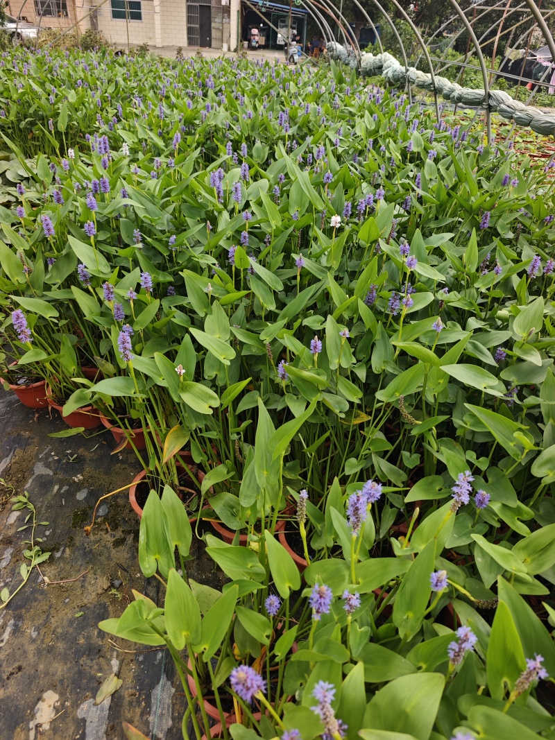 300型号梭鱼草