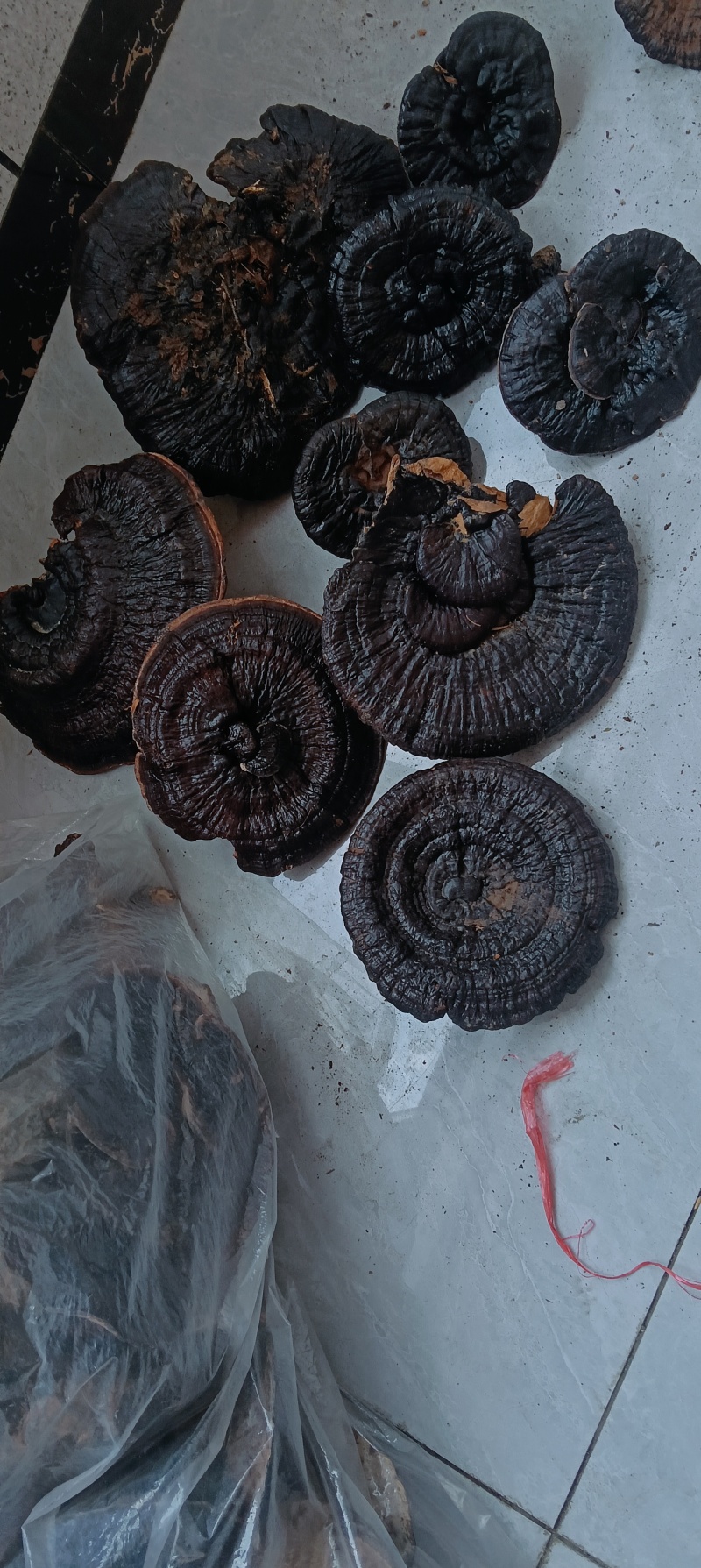 野生灵芝