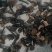 野生灵芝