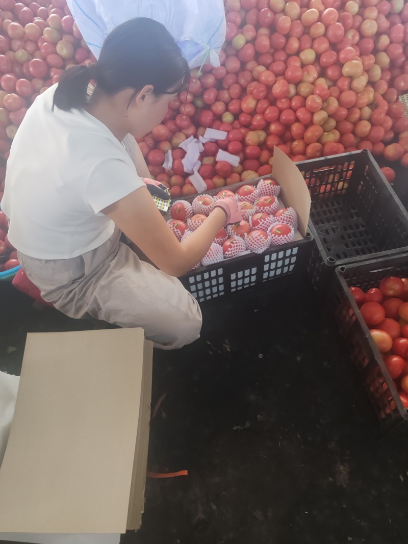 宁夏精品陆地西红柿。