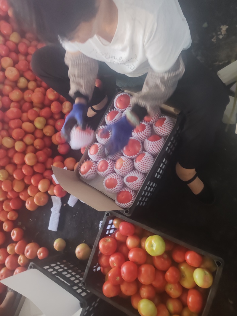 宁夏精品陆地西红柿。