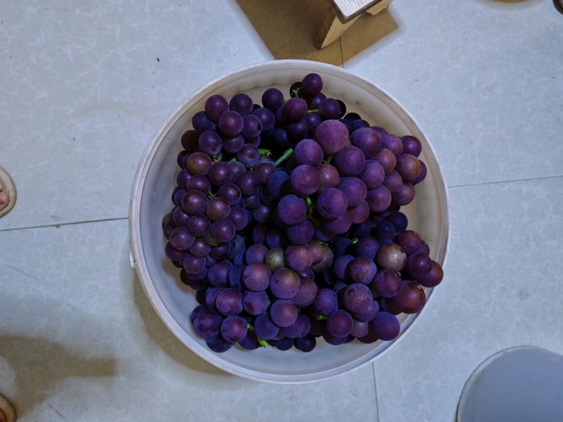 巨峰葡萄