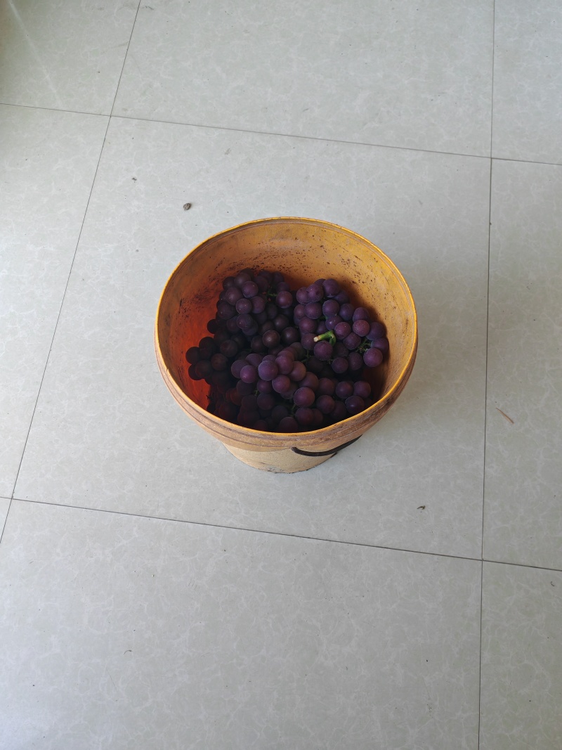巨峰葡萄