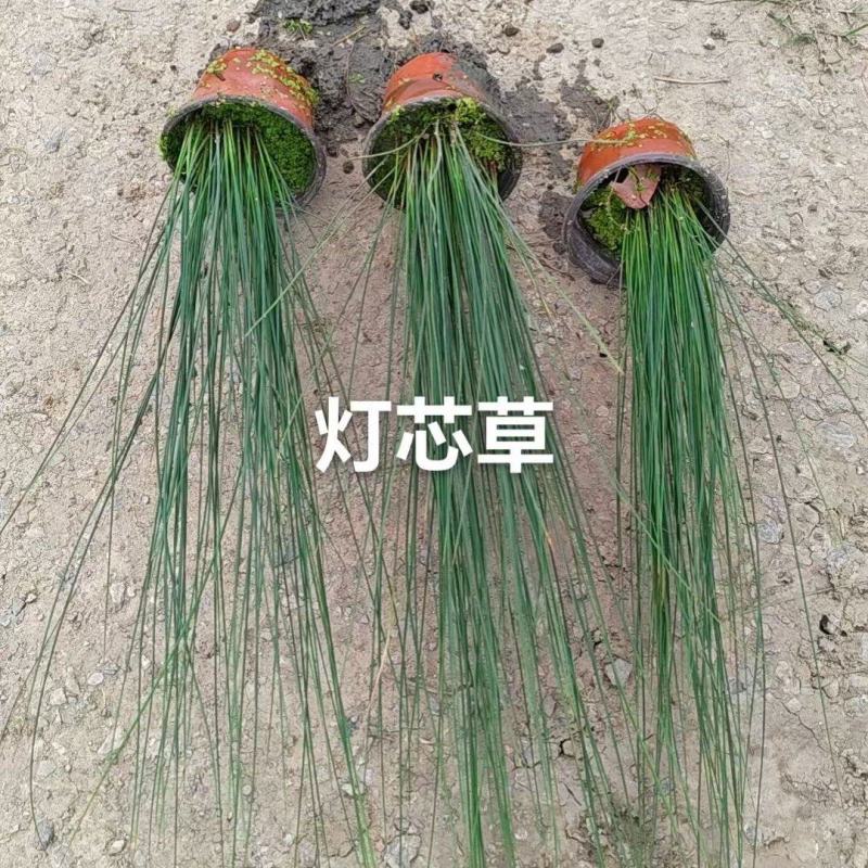 120杯灯心草