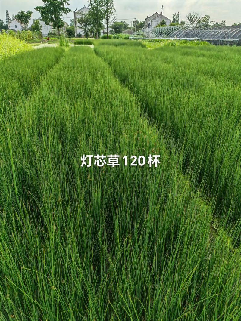 120杯灯心草