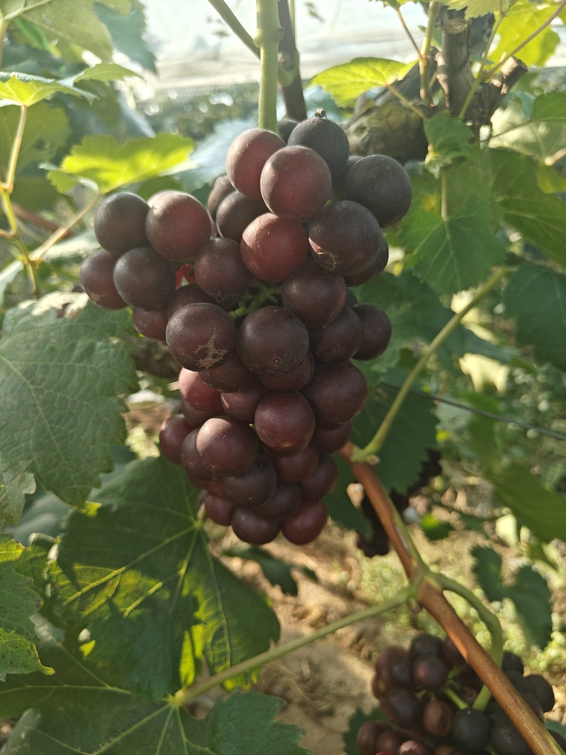 夏黑葡萄