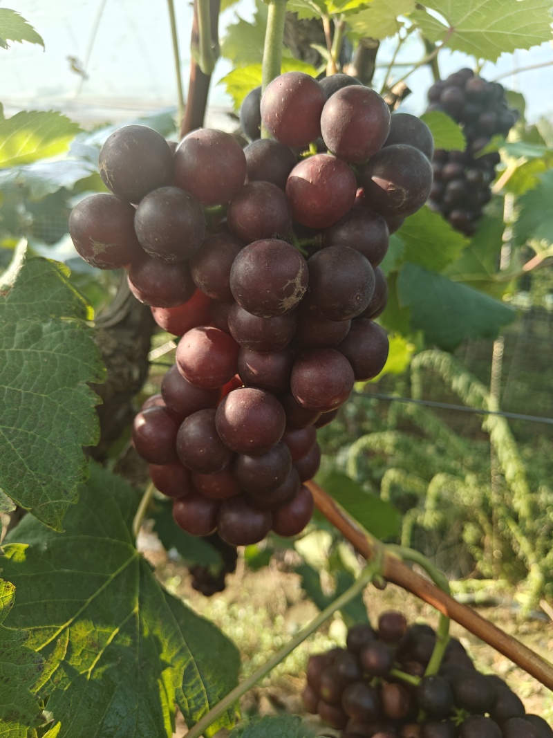 夏黑葡萄