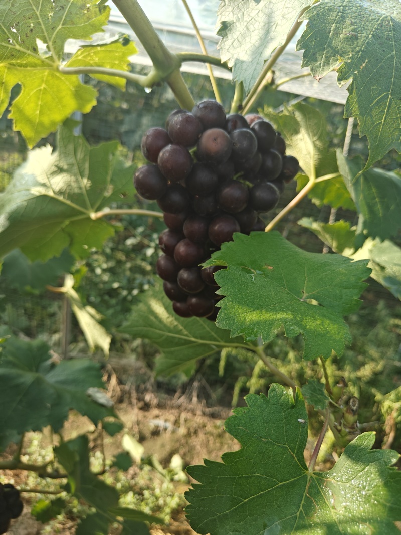 夏黑葡萄