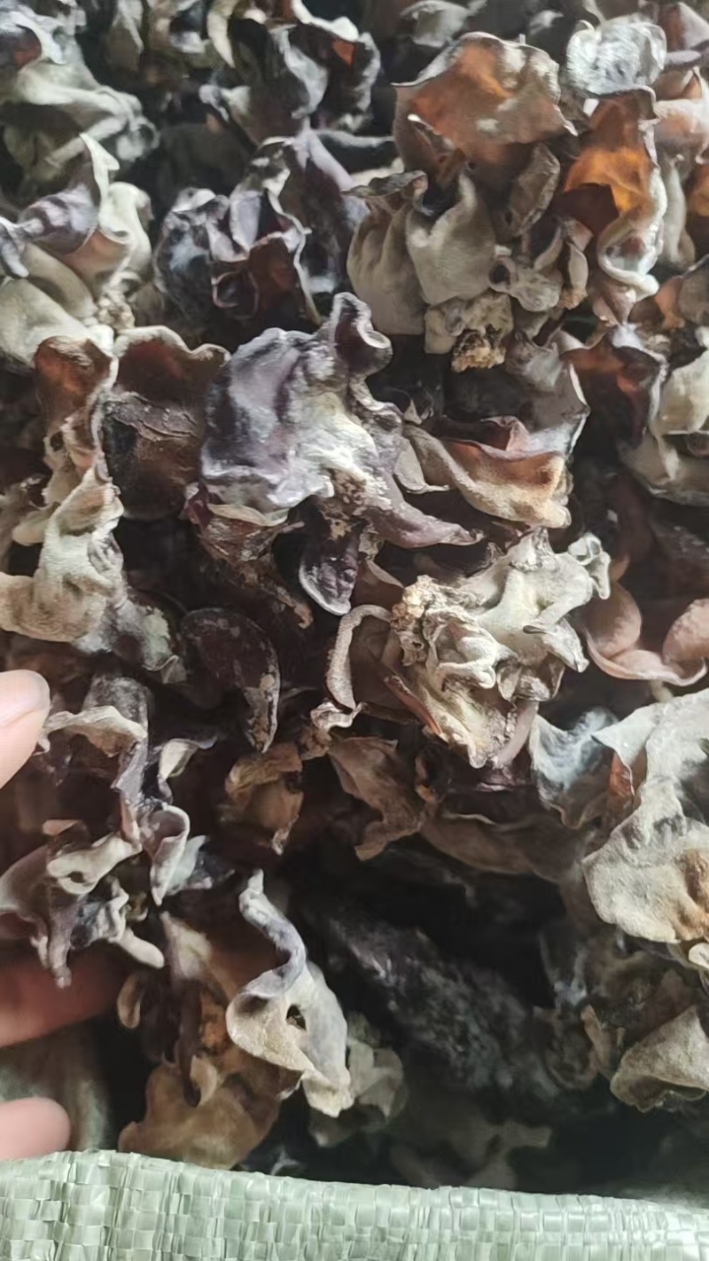 二茬毛木耳火锅专用木耳干货批发零售毛木耳二茬精品酒店专用