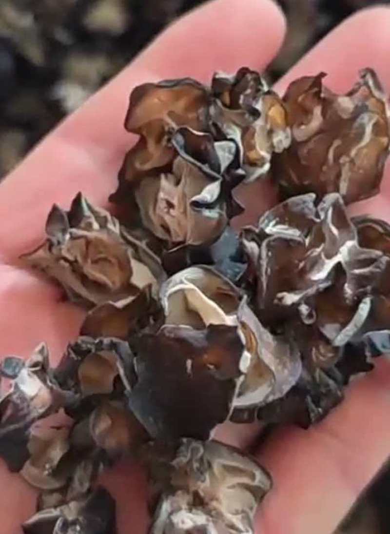 二茬毛木耳火锅专用木耳干货批发零售毛木耳二茬精品酒店专用