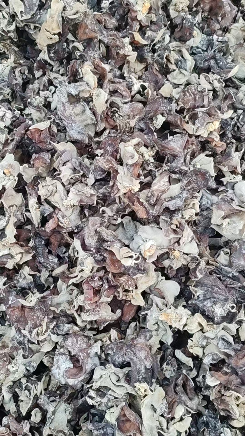 二茬毛木耳火锅专用木耳干货批发零售毛木耳二茬精品酒店专用