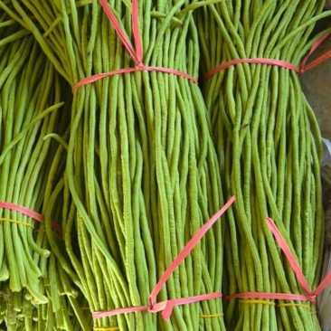 长豆角大量上市中