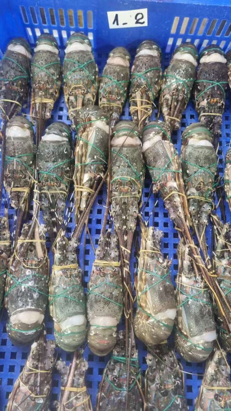 A级精品冷冻小青龙源头进口价低质优
