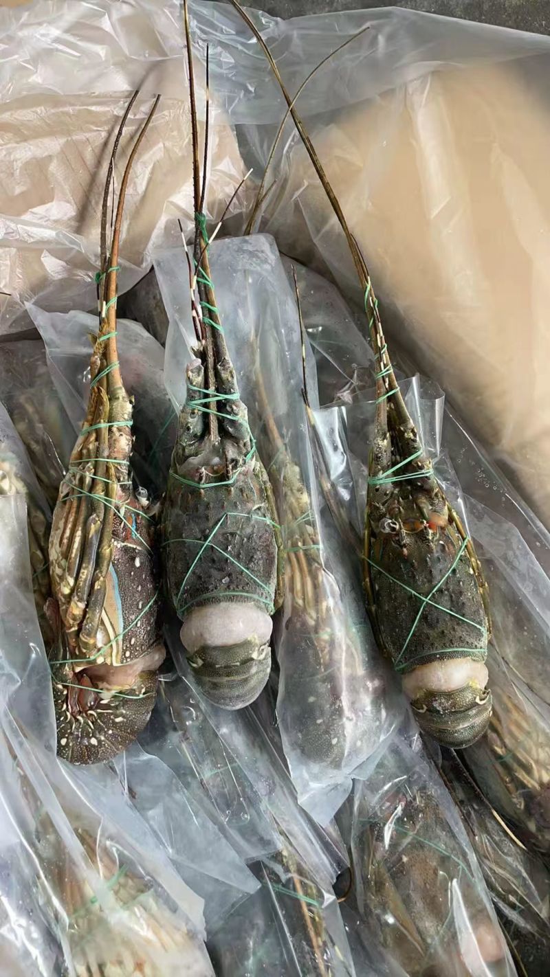 A级精品冷冻小青龙源头进口价低质优