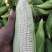 新鲜白糯玉米.2017.黄糯521大量上市