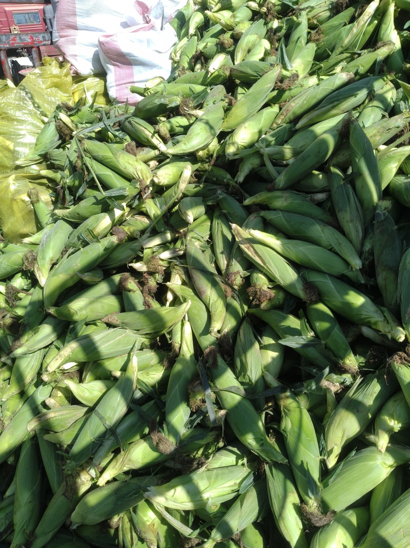 新鲜白糯玉米.2017.黄糯521大量上市
